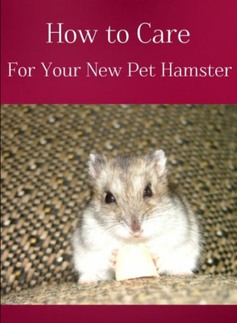 For Your New Pet Hamster